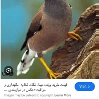 مرغ مینا