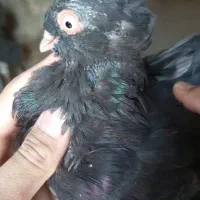 کبوتر|پرنده|ایذه, |دیوار