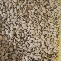 لوبیا چشم بلبلی دستچین تمیز