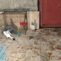 کبوتر تدی پاکستانی