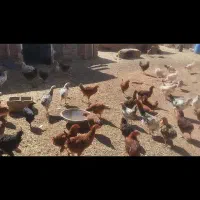 جوجه مرغ و خروس