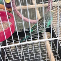 مرغ عشق|پرنده|مشهد, موسوی قوچانی|دیوار