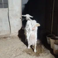 بزسانن درجه یک|حیوانات مزرعه|خلیل آباد, |دیوار