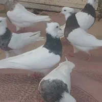 طوقی پا لخت