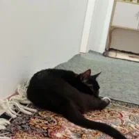 واگذاری گربه 5ماهه DSH