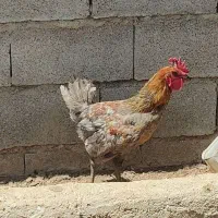 معاوضه با مرغ کرچ