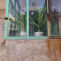 گل سوسن عنکبوتی