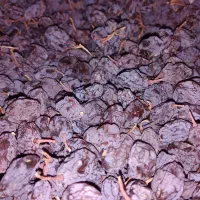 مویز درجه1 صادراتی را مستقیم از باغ دار بخر|خوردنی و آشامیدنی|شیراز, معالی‌آباد|دیوار