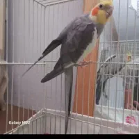 عروس هلندی نر با قفس معاوضه با باند خربزه ای ماشین|پرنده|مشهد, فدک|دیوار