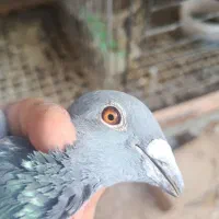 یک جفت کفتر پلاکی وارداتی