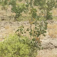 یک ونیم هکتار باغ پسته ۵ساله پیوند احمد اقایی|فروش زمین و ملک کلنگی|نیریز, |دیوار