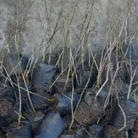 نهال گردو خوشه ای وپکان