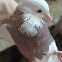 طوقی سرکه ای|پرنده|فلاورجان, |دیوار