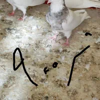 کبوتر|پرنده|سنندج, |دیوار