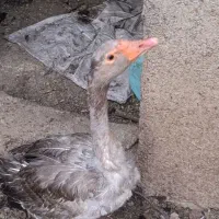 غاز ماده تخم گذار