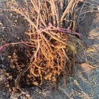 نهال زرشک پفکی فقط وفقط 25000