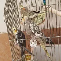 ۳عروس هلندی دوتا ماده ویک نر سخنگو