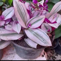 تنوع گلهای جذاب وخوش انرژی