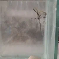 ماهی انجل|ماهی|مرودشت, بیست متری بیمارستان|دیوار