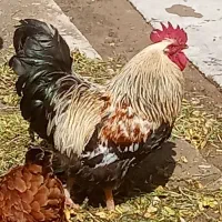 خروس محلی زیبا