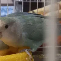 کوتوله خوش رنگ|پرنده|مشهد, نیروی هوایی|دیوار