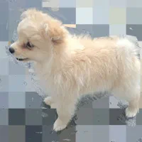 پامر خرسی|سگ|باغستان, |دیوار