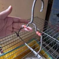 قفس پرنده|لوازم جانبی حیوانات|کرمانشاه, |دیوار