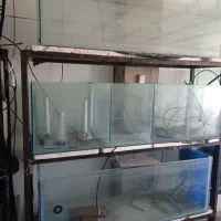 اکواریوم سالنی|ماهی|برخوار, |دیوار