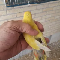 طوطی بزیلی  رامه رام..سه ماهه دونه خور سالم وشیطون|پرنده|رفسنجان, |دیوار