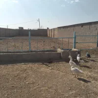 ملک روستایی با امکانات کامل جهت کار  و سکونت