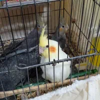 عروس هلندی|پرنده|سردرود, |دیوار