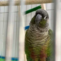 فروش پرنده جفت گرین چیک|پرنده|آمل, |دیوار