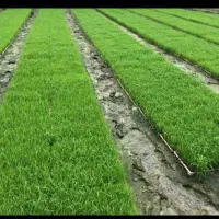 تیم نشا طارم هاشمی