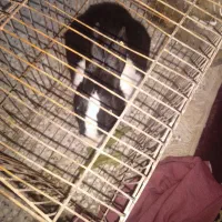 فروش خرگوش|موش و خرگوش|شیراز, فرودگاه شهید دستغیب شیراز|دیوار