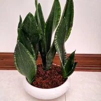گل طبیعی