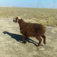 بره قرمز بختیاری ترکمنی درشت