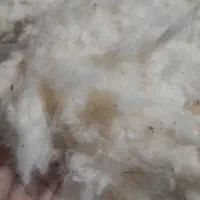 پنبه سفید