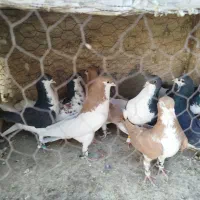 شهری،یال،چپ،راست