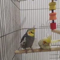 عروس هلندی نر و ماده دوتاش پونصد