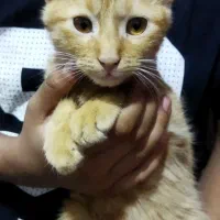 توله گربه دوسه ماهه