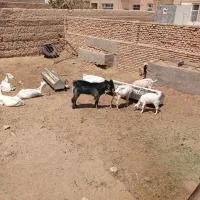 بز شیر|حیوانات مزرعه|میبد, |دیوار