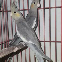 جوجه عروس هلندی