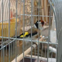 سهره نر سهره قناری و یک قناری نر