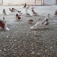 کبوتر گرگی|پرنده|آق قلا, |دیوار