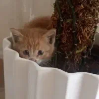 گربه