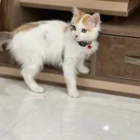 گربه|گربه|قم, زنبیل آباد|دیوار