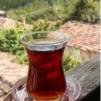 عرضه چای قلم بهاره|خوردنی و آشامیدنی|املش, |دیوار