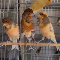 قناری سوپری درشت