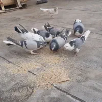 کفتر|پرنده|شاهین‌شهر, گزبرخوار|دیوار