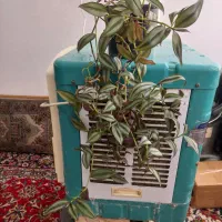 گل  خونگی